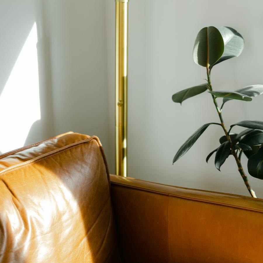 a plant in a room
